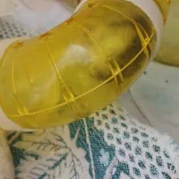 موش وهمستر|موش و خرگوش|تهران, مسعودیه|دیوار