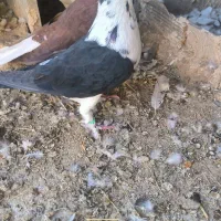 کبوتر سینه قهوای  طوق الماس  عطیقه|پرنده|زابل, |دیوار