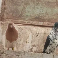 کفتر سینه سفید و کله