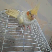 عروس هلندی . لوتینوچشم شرابی