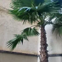 ۱۶۰ متری ۳ خواب مستر لابی کلید نخورده میناگل|فروش آپارتمان|گرگان, |دیوار