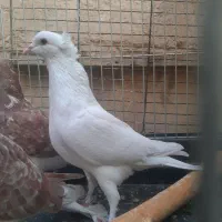 سه عدد کبوتر یکجا