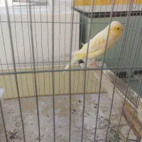 قناری نر مس