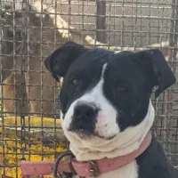 سگ پیتبول|سگ|اصفهان, باغ فردوس|دیوار