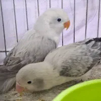 طوطی بزریلی یووینگ بلک دبل فاکتور