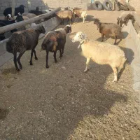 میشهای آبستن افشار فشندی شال