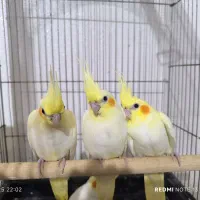 عروس هلندی نر وسه عدد جوجه|پرنده|شاهین‌شهر, خبرنگار|دیوار