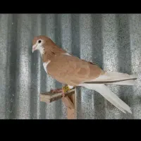 ساده زرد