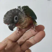 گرینچیک یلوساید سرلاکی دبل رد