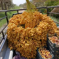 خارک رطب خرما برحی|خوردنی و آشامیدنی|تهران, آرژانتین|دیوار