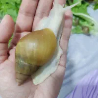 فروش حلزون اچاتینا و البینو و خاویار حلزون|خزنده|ساری, |دیوار