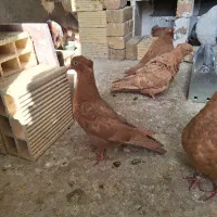 جونه زرد ۴ عدد دوتا نر دوتا ماده