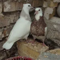 بچ طوقی آجری و سرخ پر رنگ