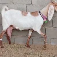 فروش 1راس شاه بز پاکستانی کاموری|حیوانات مزرعه|بردسکن, |دیوار