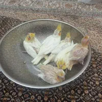 سالن پرورش عروس هلندی و کوتوله|پرنده|اراک, |دیوار
