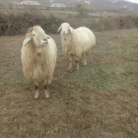 فروش گوسفند  و بره نر