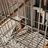 سهره دورگ نر