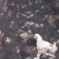 مرغ تخمگذار محلی درجه یک