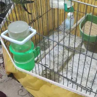 مرغ عشق زیبا ۲عدد