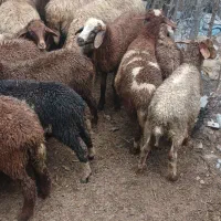 ۳ بره گوسفند دونه ای ۵۵۰۰تومن|حیوانات مزرعه|آمل, |دیوار
