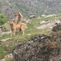 سگ نگهبان سرابی|سگ|کامیاران, |دیوار