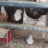 جند جفت  طوقی آبی و کربلایی همه باهم کلی