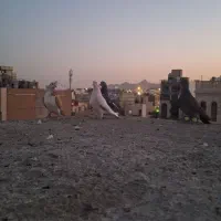 کبوتر نر پرشی|پرنده|مشهد, کوشش|دیوار