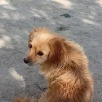 سگ پاپی