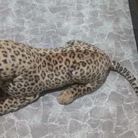 عروسک پلنگی