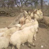 ۵۰ رس بره نر بفروش میرسد|حیوانات مزرعه|تالش, تالش|دیوار