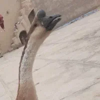 قوغاز نر|حیوانات مزرعه|زابل, |دیوار