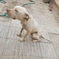 ماده پیتبول