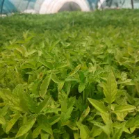 نشا گوجه