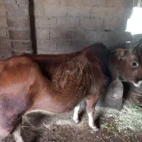 گاو۷ماه شکم