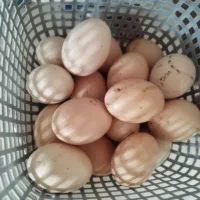 تخم مرغ نطفه دار نژاد برهما