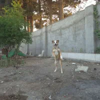 میکس بومی سراب