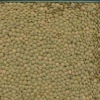 عدس /حبوبات /عدس ساسکن/عدس کانادا|خوردنی و آشامیدنی|تهران, گمرک|دیوار