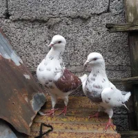 کبوتر جفتی و تکی