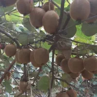 خریداری مرکبات|خدمات باغبانی و درختکاری|کلاچای, |دیوار