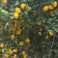 نهال نهالستان