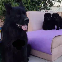 سگهای گارد کنکورسو ماستیف ، روتفایلر،ژرمن، دوبرمن|سگ|صفادشت, |دیوار