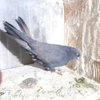 کبوتران پرشی|پرنده|ارومیه, |دیوار