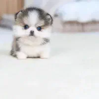 توله هاسکی