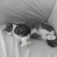 واگذاری گربه بصورت رایگان|گربه|بجنورد, |دیوار