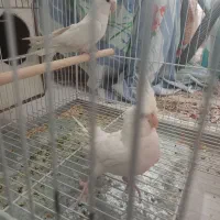 عروس هلندی نژاد آلبینو|پرنده|فسا, |دیوار