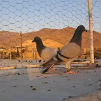 کفتر سبز پلاکی|پرنده|شیراز, کفترک|دیوار