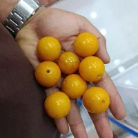 سندلوس آلمانی