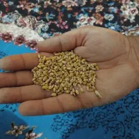 گندم اکراینی