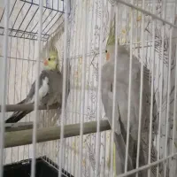 عروس هلندی جفت با قفس|پرنده|آزادشهر, |دیوار