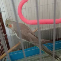 عروس هلندی ماده